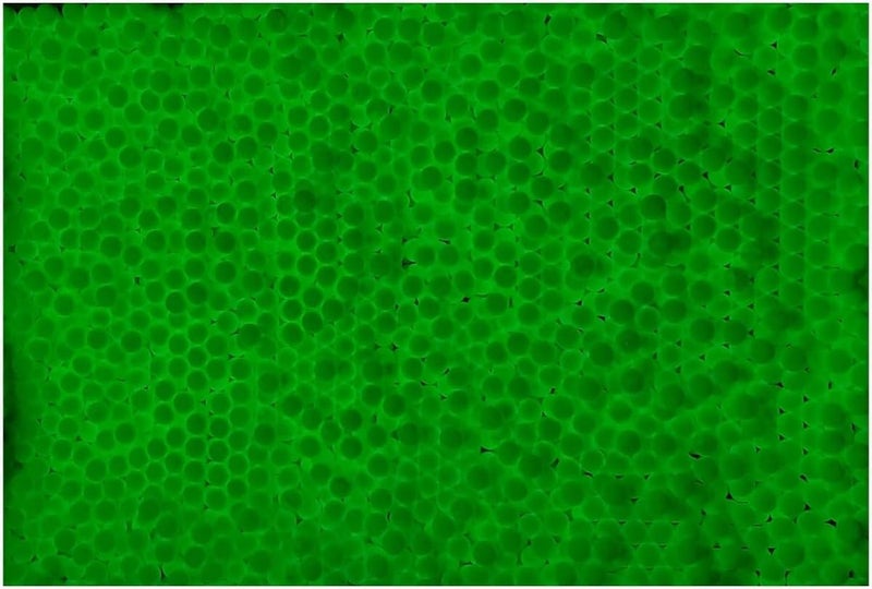 Lancer Tactical 0.20g-0.30g Streamline Competition Grade Tracer Airsoft BBS (Color: Green) X3 - Image 2